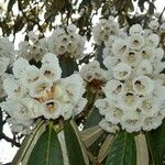 Rhododendron grande Çiçek