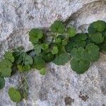 Cymbalaria aequitriloba Leaf