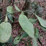 Pothos scandens List