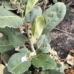 Vepris glomerata Hoja