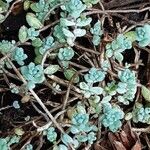 Sedum dasyphyllum Lehti