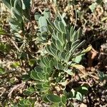 Hertia cheirifolia List