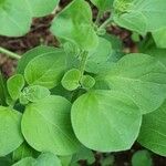 Salpichroa origanifolia পাতা