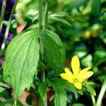 Rudbeckia laciniata Hoja