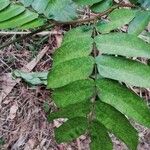 Afzelia bipindensis Folha