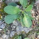 Pentanema squarrosum Leaf