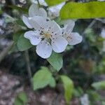 Malus spectabilisപുഷ്പം