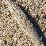 Phleum arenarium Fruit