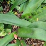 Haemanthus coccineus पत्ता