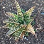 Aloe variegata Φύλλο