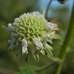 Hyptis alata Flower