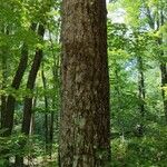 Carya tomentosa Bark