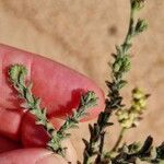 Heliotropium bacciferum Flower