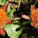 Scadoxus puniceus Kvet
