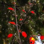 Cotoneaster divaricatus Ліст