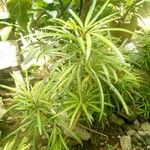Osmoxylon lineare Hostoa