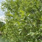 Salix euxina Blad