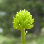 Ranunculus auricomus 果実