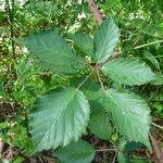 Rubus godronii Leaf