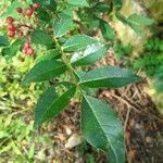 Zanthoxylum bungeanum 葉