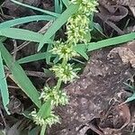 Rumex palustris 花