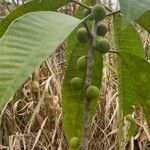 Ficus maxima Froito