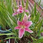 Lilium bulbiferumFlor