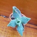 Faucaria tigrina ഇല