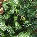 Arum italicum পাতা