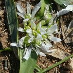 Allium chamaemoly Fleur