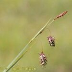 Carex magellanica Drugo