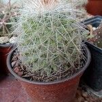 Mammillaria grahamii 葉