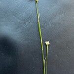 Rhynchospora alba Flower