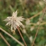 Trifolium stellatumBlomst