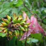 Aechmea nudicaulis Агульны выгляд