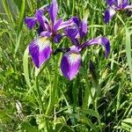 Iris versicolor Blomst