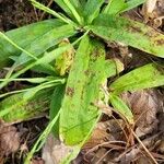 Carex plantaginea Leaf