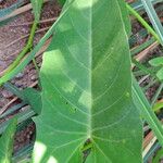 Ipomoea imperati Leaf