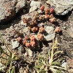 Sedum andegavense 花