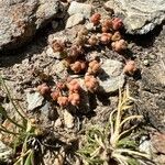 Sedum andegavense Flower