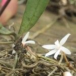 Aerangis calantha Kwiat