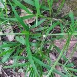 Cyperus sesquiflorus Yaprak