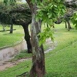 Pterocarpus rohrii Corteccia