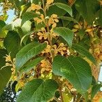 Paulownia tomentosa Blad