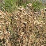 Cirsium arvenseFolha