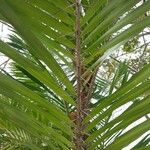 Bactris gasipaes Feuille