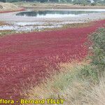 Salicornia procumbens Характер