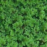 Azolla filiculoides Lapas