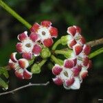 Artia francii Fruit