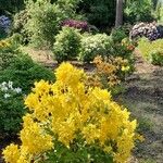 Rhododendron luteum عادت داشتن